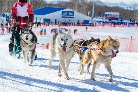 在贝加尔湖上体验狗拉雪橇：伊尔库茨克狗拉雪橇大赛开幕(视频） - 俄罗斯卫星通讯社