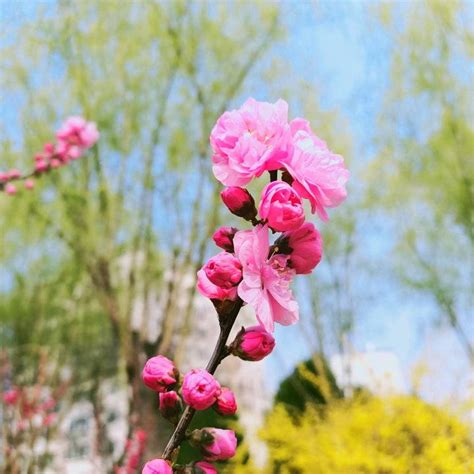 最美人间四月天！不到园林，怎知春色如许！-名城苏州新闻中心