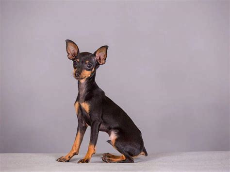 鹿犬狗狗图片