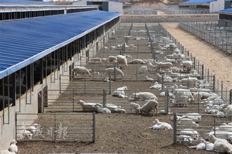 武威市人民政府 图片新闻 甘肃羊如祥农业有限公司良种肉羊繁育场一角