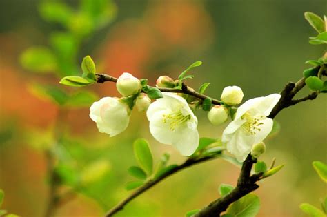 李清照描写海棠花的诗句有哪些-百度经验