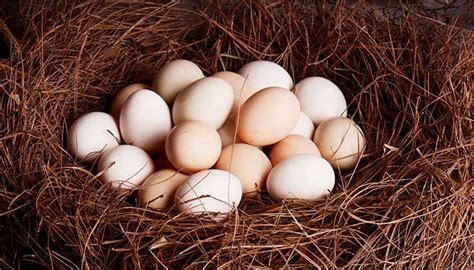 梦见鸡下蛋捡鸡蛋有什么预兆 梦见鸡下蛋捡鸡蛋什么意思 - 万年历