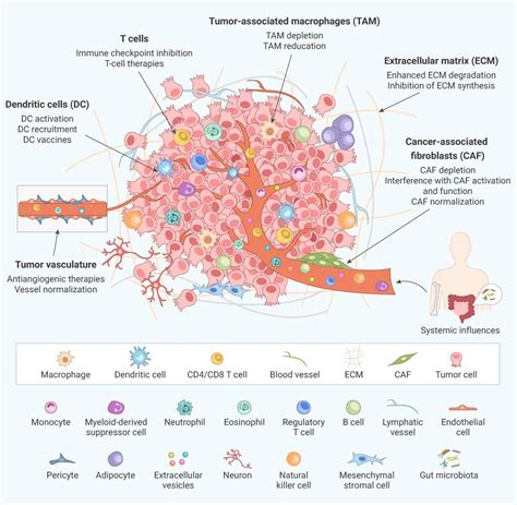 一张图看懂肿瘤免疫循环及其治疗策略