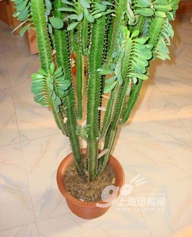 麒麟树图片
