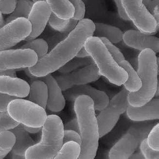乳酸菌检验用培养基及生化反应详解