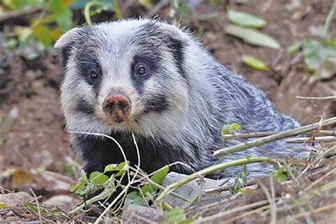 猪獾棕色动物动物园哺乳素材图片免费下载-千库网