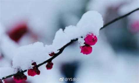 风雨送春归，飞雪迎春到。已是悬崖百丈冰，犹有花枝俏。俏也不争春