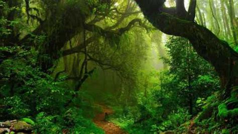 原始森林、热带雨林、亚马逊丛林、魔幻森林_1920X1080_高清视频素材下载(编号:679477)_舞台背景_VJ师网 www.vjshi.com