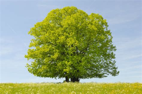 一棵树,春天,天空,留白,草坪,夏天,草,彩色图片,风景,清新摄影素材,汇图网www.huitu.com