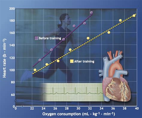 详解提升心肺耐力的训练方法 - 知乎