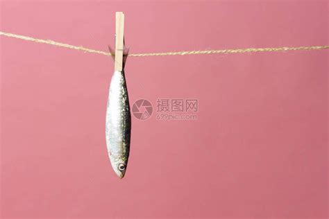 沙丁鱼是一种在鱼贩中很容易找到的鱼高清图片下载-正版图片506579568-摄图网