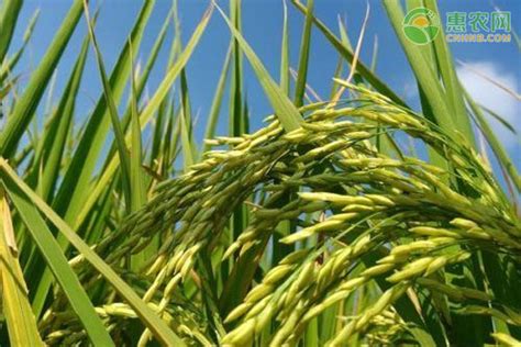 高产水稻前十名的品种 - 惠农网