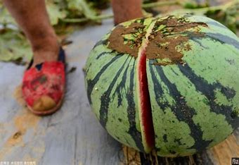 这是捅了西瓜子的老窝了 的图像结果