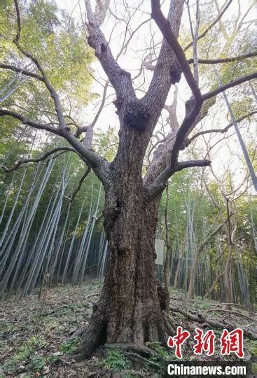 《南京行道树树种规划发布》24种骨干行道树被选定