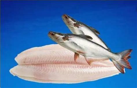 罗非鱼和巴沙鱼的区别 - 百科 - 酷钓鱼