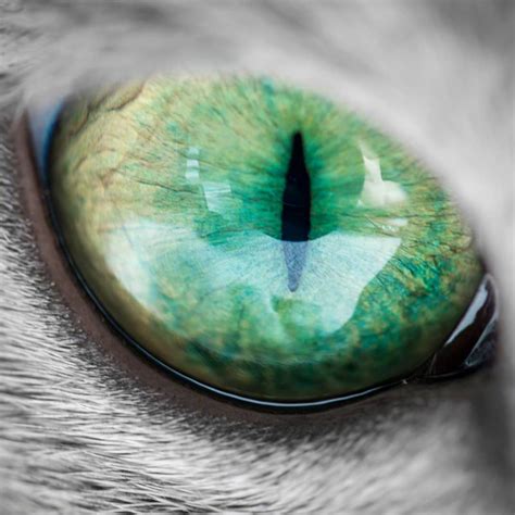 俄罗斯蓝猫Auri有着天生独特渐层双瞳，眼里藏着碧湖，太美了|俄罗斯蓝猫|双瞳|碧湖_新浪新闻