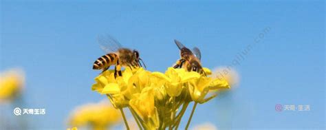 蜜蜂的品质 蜜蜂的品质和精神 - 天奇生活