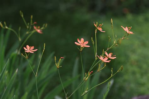 高清晰植物微距摄影-花草