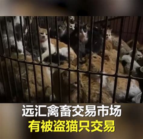 官方通报广东江门黑市贩猫事件：高度重视，正在对来源开展核查 | 北晚新视觉