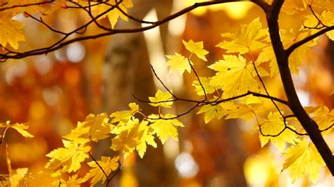 一阵秋风吹过树叶发出了哗啦啦的笑声，大自然的景色真是美妙