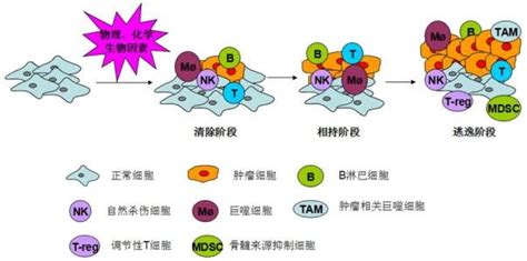 北京大学生命学院胡家志与合作者揭示高IgM免疫缺陷的一种分子机制 – 肽度TIMEDOO