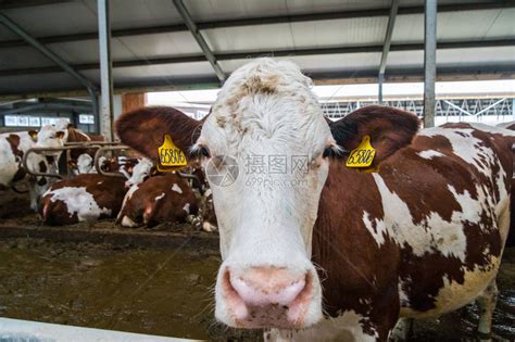 农业农业畜牧业奶牛场牛舍中的牛群奶牛场牛棚里的群奶牛高清图片下载-正版图片300407823-摄图网