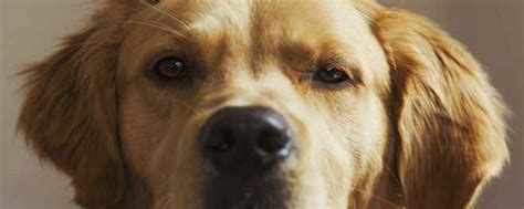 如何分辨狗狗有没有狂犬病？可以看有没有这6个征兆