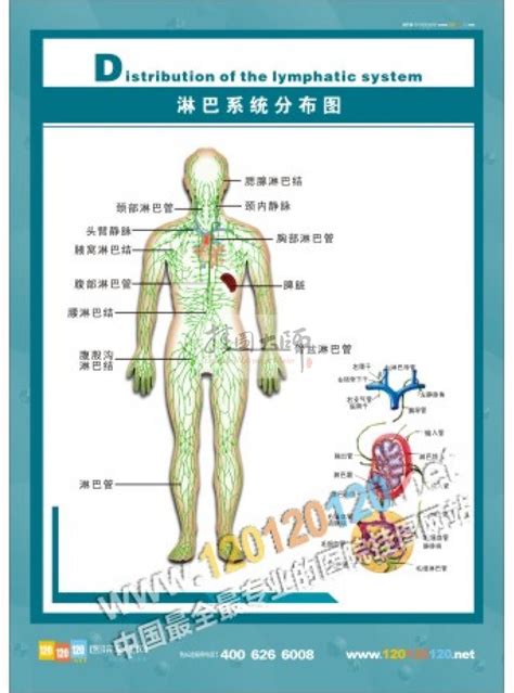 面部淋巴结分布图图片