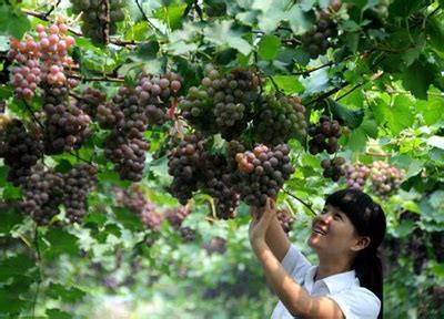 贵州葡萄苗 桂林葡萄苗 都安县南方水果种植专业合作社