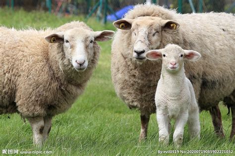 羊的种类及图片大全-农百科