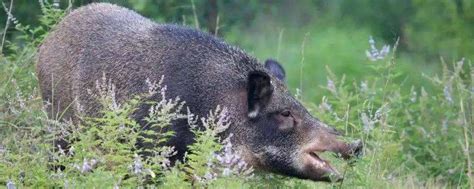 野猪吃素还是吃荤，野猪一般什么时间段出来活动-农百科