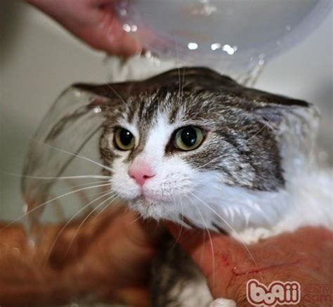洗猫袋_怎么给猫咪洗澡 - 随意云