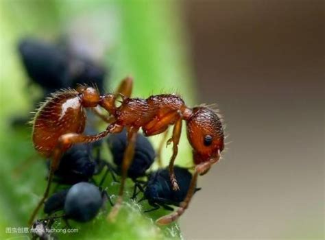 警惕！红火蚁正在入侵我们的家园——韶关红火蚁问题调查_韶关发布