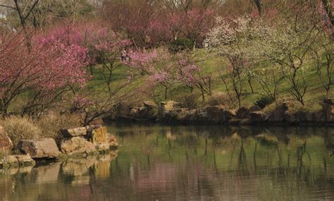 【春意盎然的重庆南山植物园摄影图片】生活摄影_太平洋电脑网摄影部落