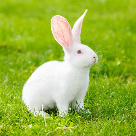 兔子是可以被活生生的气死 兔子进家的预兆_宠界趣闻 - 养宠客