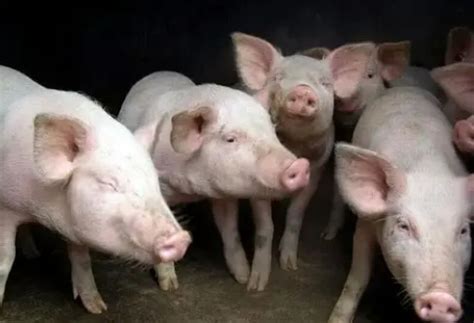 影响母猪发情排卵的因素有哪些_母猪发情不排卵怎样处理|畜牧专家网