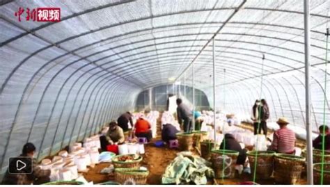 西藏林芝：发展特色产业 带动农民就近就业 松花江网