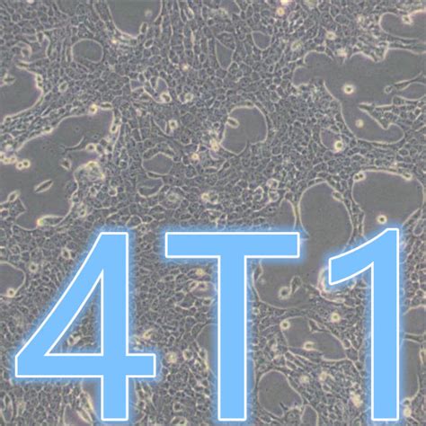 4T1(小鼠乳腺癌细胞) (STR鉴定正确) - 武汉普诺赛生命科技有限公司 - 您身边的细胞专家【官方网站】