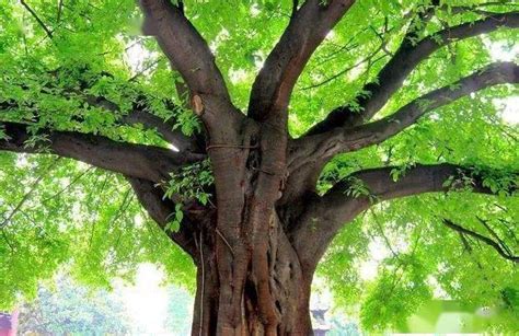 南部公布新增13颗三级古树名录，最长树龄290年！_桑科_黄葛树_集体