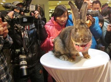 兔年看兔：世界各国奇怪的兔子_财经_腾讯网