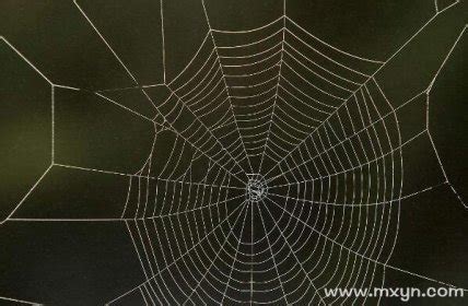 梦见蜘蛛网是什么意思预兆 - 原版周公解梦大全