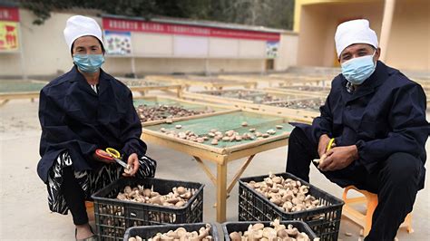 墨玉县：小小核桃木香菇托起村民致富路 -天山网 - 新疆新闻门户