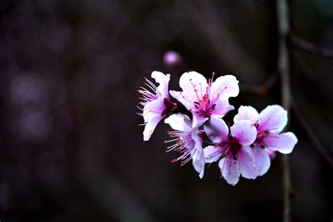 杏花闹枝头，接续春桃花的脚步，东北的春天意更浓