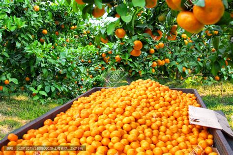 台江：柑橘喜丰收 果农笑意浓-贵州旅游在线