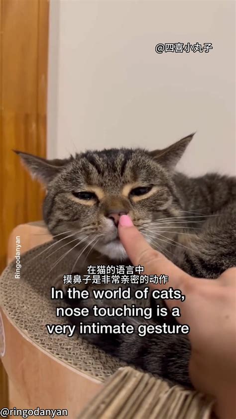 你知道吗？原来猫咪允许你摸它的鼻子是这个意思-直播吧