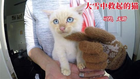 男人救下快冻死小猫，谁知养成带娃小能手，是家里的团宠猫_腾讯视频