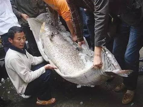 高校捞的大鱼吃不成了:400公斤不够分 卖了买鱼苗（组图）_知秀网