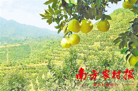 梅州：“梅字号”长寿名优农产品“走俏”农博会