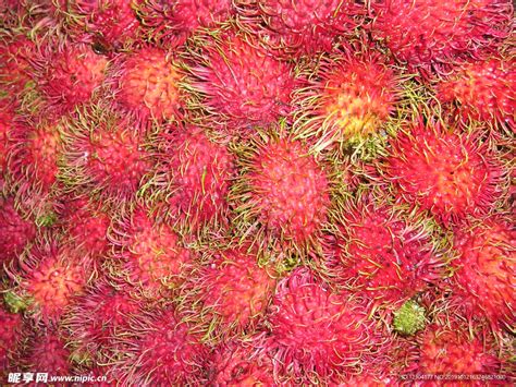热带水果，红毛丹树上