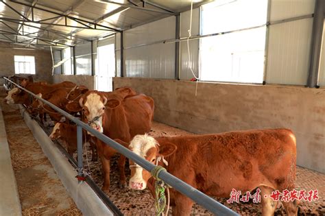 崆峒区：借力使力，打造平凉红牛产业集群